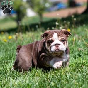 Marina Mocha, English Bulldog Puppy